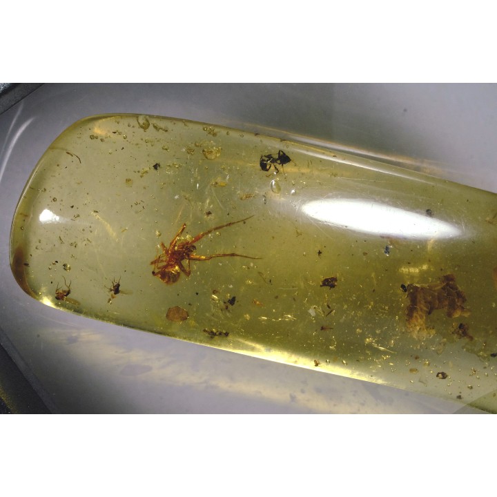 insect: Araignée + Fourmi + Diptères + écailles de reptile