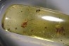 Copal: écailles de reptile + Araignée + Fourmi + Diptères - Pliocène à holocène - Antsiranana, Madagascar