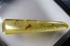 insect: Hyménoptères + petits Diptères