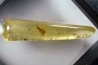 insect: Hyménoptères + petits Diptères