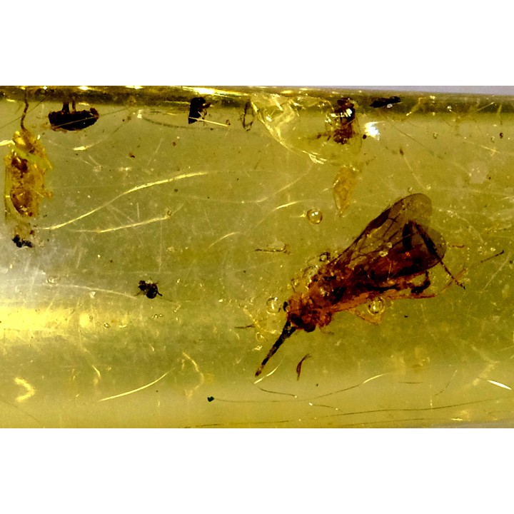 insect: Hyménoptères + petits Diptères