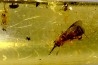 insect: Hyménoptères + petits Diptères