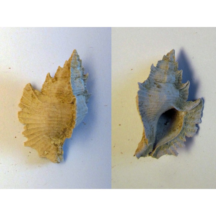 MUREX TIMBELLUS TRICARINOIDES (1)