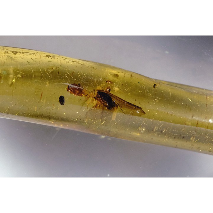 Copal: Araignée + Coléoptère + divers - Pliocène à holocène - Antsiranana, Madagascar