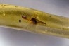 Copal: Araignée + Coléoptère + divers - Pliocène à holocène - Antsiranana, Madagascar