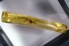 insect: Araignée + Coléoptère + divers