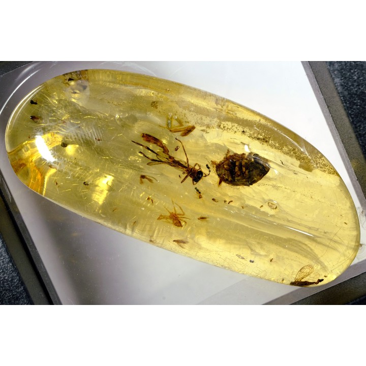 insect: Araignée + Coléoptère + divers