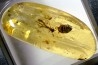 Copal: Araignée + Coléoptère + divers - Pliocène à holocène - Antsiranana, Madagascar