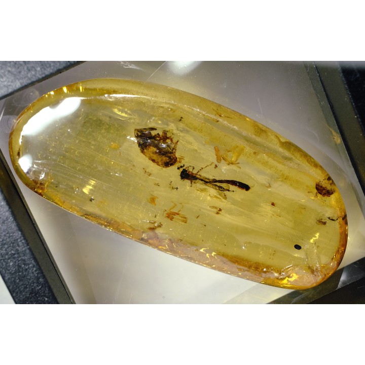 Copal: Araignée + Coléoptère + divers - Pliocène à holocène - Antsiranana, Madagascar