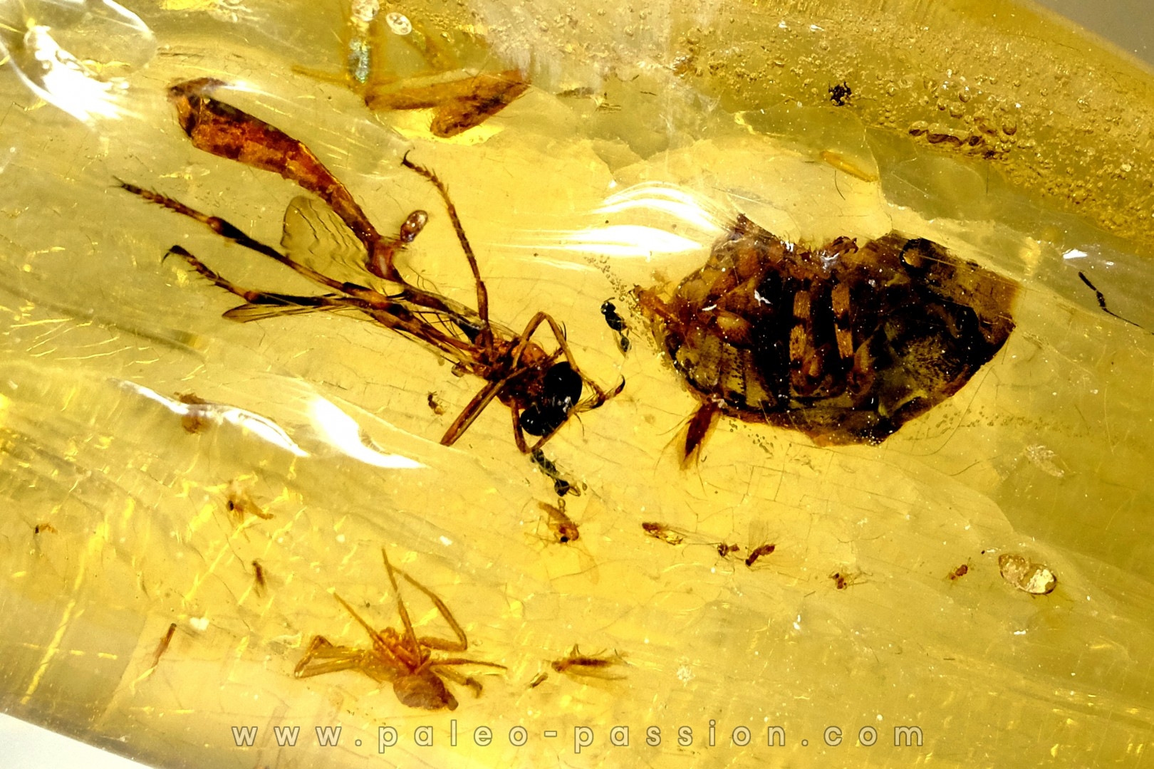 Copal: Araignée + Coléoptère + divers - Pliocène à holocène - Antsiranana, Madagascar