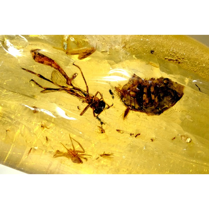 Copal: Araignée + Coléoptère + divers - Pliocène à holocène - Antsiranana, Madagascar