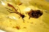 Copal: Araignée + Coléoptère + divers - Pliocène à holocène - Antsiranana, Madagascar