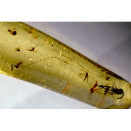 Copal: Hyménoptère + Petits Diptères - Pliocène à holocène - Antsiranana, Madagascar