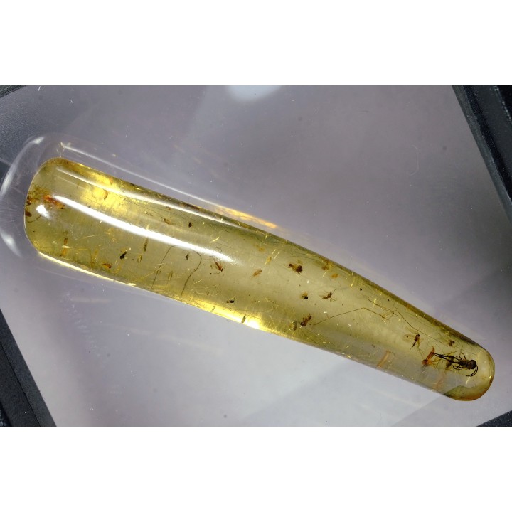 Copal: Hyménoptère + Petits Diptères - Pliocène à holocène - Antsiranana, Madagascar