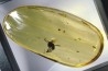 Copal: Mouche (Tachinidae ?) + petits Diptères - Pliocène à holocène - Antsiranana, Madagascar