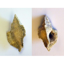 MUREX TIMBELLUS TRICARINOIDES (2)