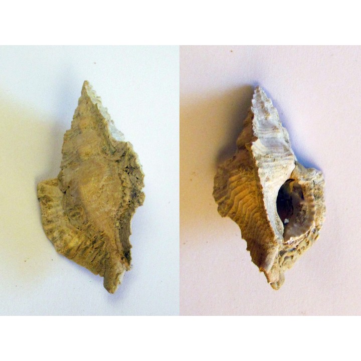 MUREX TIMBELLUS TRICARINOIDES (2)