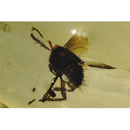 Copal: Mouche (Tachinidae ?) + petits Diptères - Pliocène à holocène - Antsiranana, Madagascar