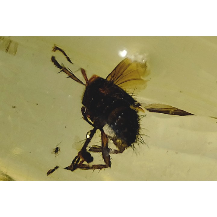 Copal: Mouche (Tachinidae ?) + petits Diptères - Pliocène à holocène - Antsiranana, Madagascar