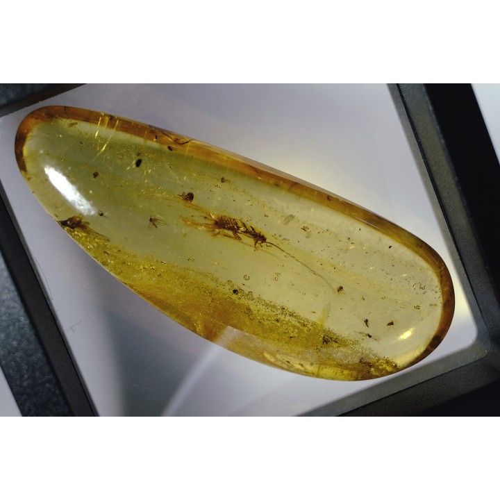 Copal: Larve de Blatte (Ectobius) + Araignée + Diptères - Pliocène à holocène - Antsiranana, Madagascar