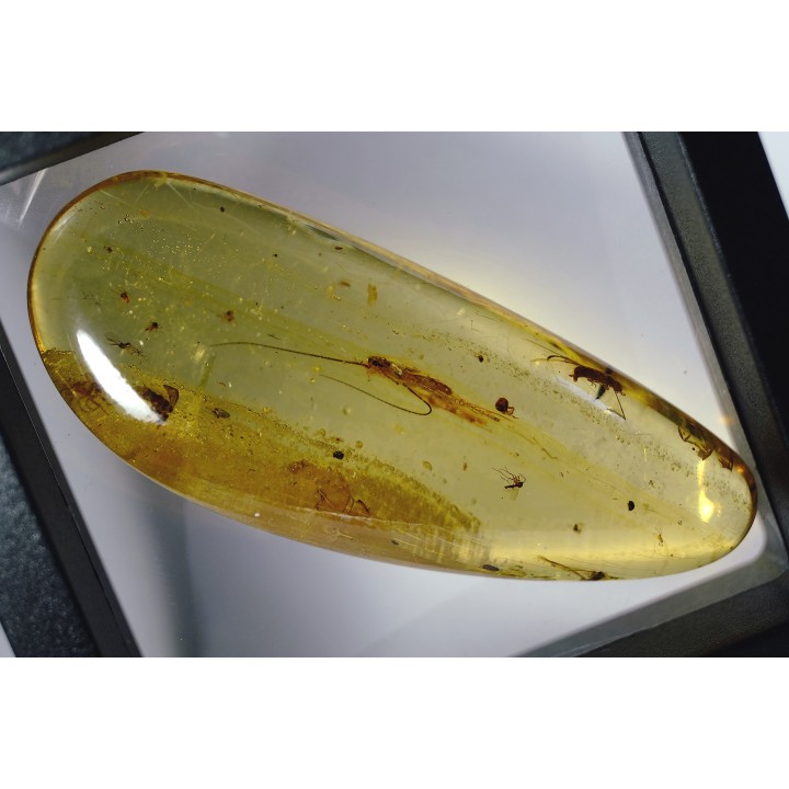 insect: Larve de Blatte (Ectobius) + Araignée + Diptères
