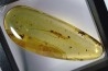 Copal: Larve de Blatte (Ectobius) + Araignée + Diptères - Pliocène à holocène - Antsiranana, Madagascar