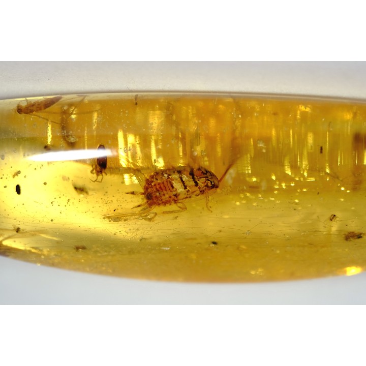 Copal: Larve de Blatte (Ectobius) + Araignée + Diptères - Pliocène à holocène - Antsiranana, Madagascar