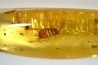 Copal: Larve de Blatte (Ectobius) + Araignée + Diptères - Pliocène à holocène - Antsiranana, Madagascar