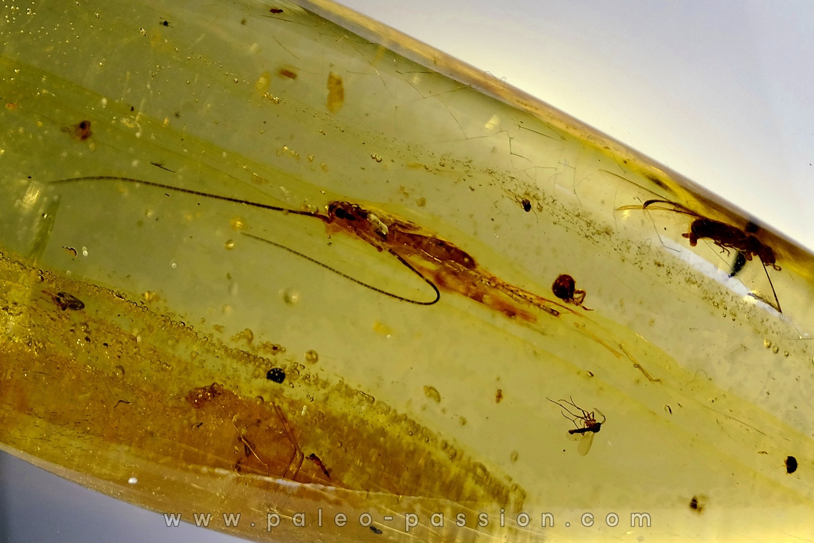 Copal: Larve de Blatte (Ectobius) + Araignée + Diptères - Pliocène à holocène - Antsiranana, Madagascar