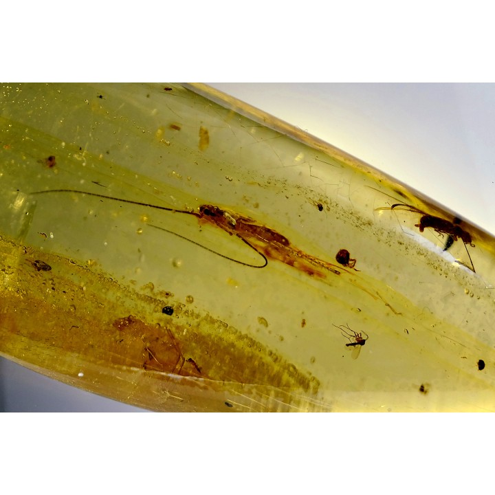 insect: Larve de Blatte (Ectobius) + Araignée + Diptères