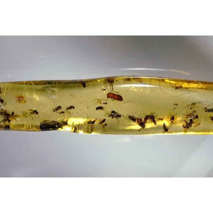 insect: Nombreux petits Diptères + Coléoptère + Araignée
