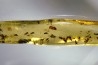 Copal: Nombreux petits Diptères + Coléoptère + Araignée- Pliocène à holocène - Antsiranana, Madagascar