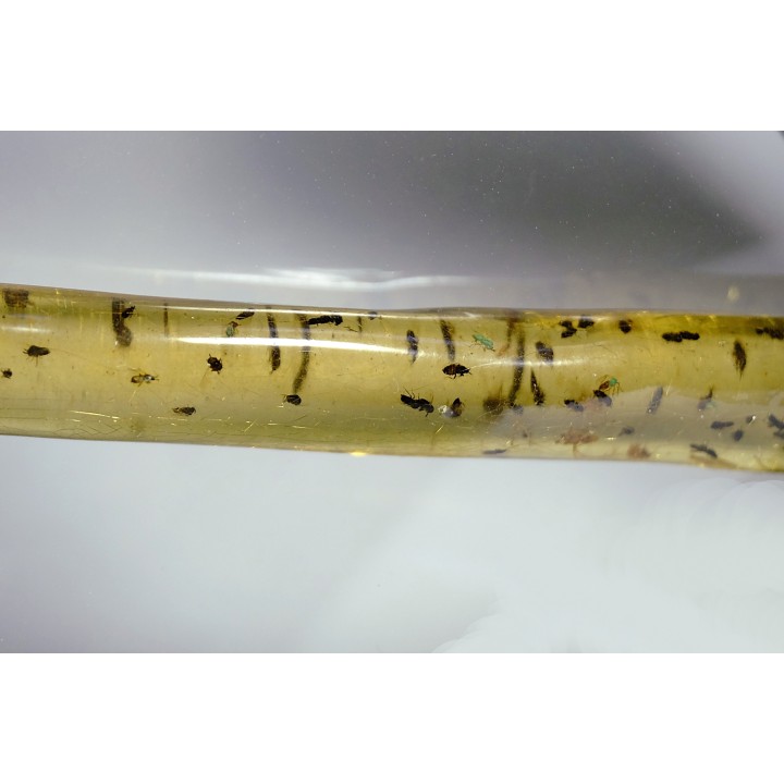 insect: Araignée + nombreux Diptères