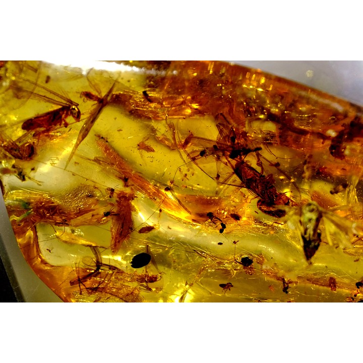 insect: Araignée + Coléoptère + Termites ailées + Diptères