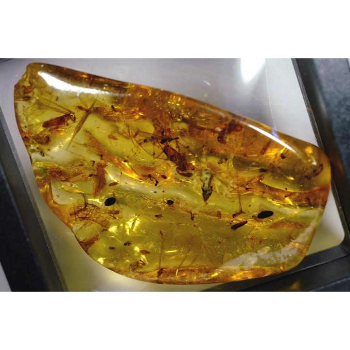 Copal: Araignée + nombreux Diptères - Pliocène à holocène - Antsiranana, Madagascar