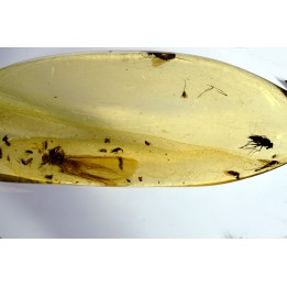 Copal: Mouche + autres Diptères + Termite ailé - Pliocène à holocène - Antsiranana, Madagascar