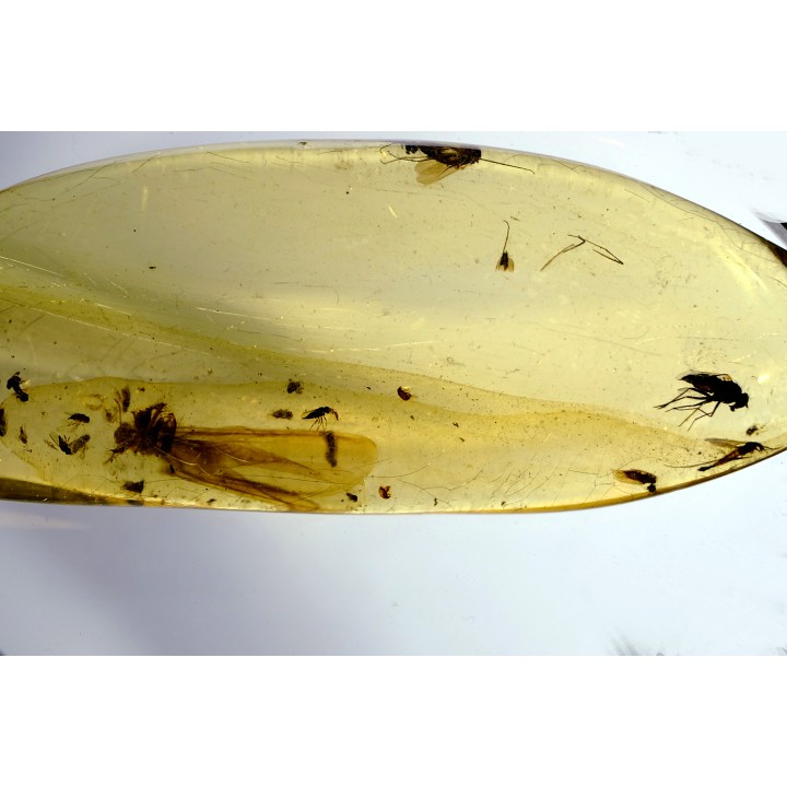 insect: Mouche + autres Diptères + Termite ailé