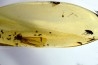 insect: Mouche + autres Diptères + Termite ailé