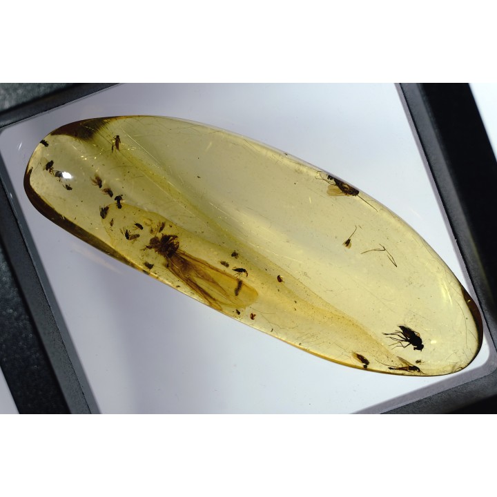 Copal: Mouche + autres Diptères + Termite ailé - Pliocène à holocène - Antsiranana, Madagascar