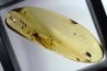 Copal: Mouche + autres Diptères + Termite ailé - Pliocène à holocène - Antsiranana, Madagascar