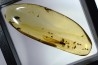 Copal: Mouche + autres Diptères + Termite ailé - Pliocène à holocène - Antsiranana, Madagascar