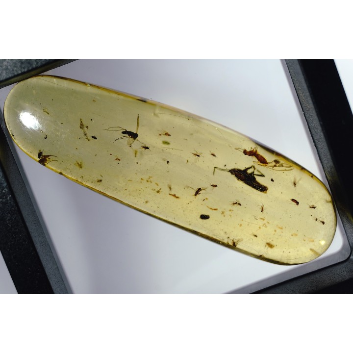 insect: Punaise Miridae + Termite ailé + Divers coléoptères et diptères