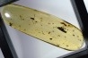 Copal: Punaise Miridae + Termite ailé + Divers coléoptères et diptères - Pliocène à holocène - Antsiranana, Madagascar