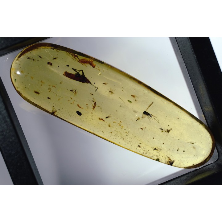 Copal: Punaise Miridae + Termite ailé + Divers coléoptères et diptères - Pliocène à holocène - Antsiranana, Madagascar