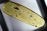 insect: Punaise Miridae + Termite ailé + Divers coléoptères et diptères