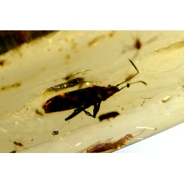 insect: Punaise Miridae + Termite ailé + Divers coléoptères et diptères