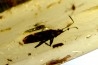 insect: Punaise Miridae + Termite ailé + Divers coléoptères et diptères