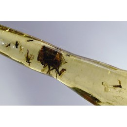 Copal: Mouche et Diptères - Pliocène à holocène - Antsiranana, Madagascar