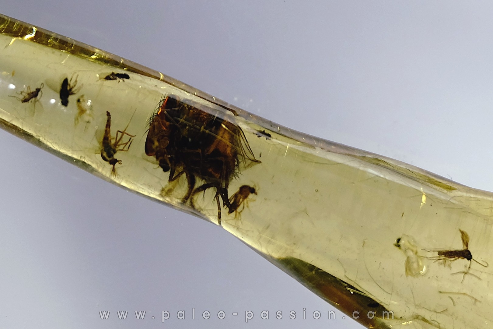 insect: Mouche et Diptères