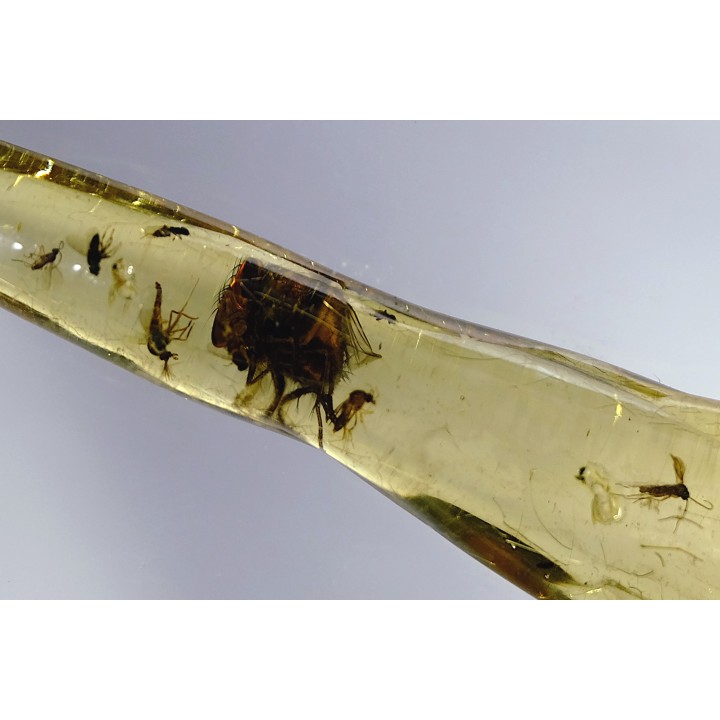 Copal: Mouche et Diptères - Pliocène à holocène - Antsiranana, Madagascar